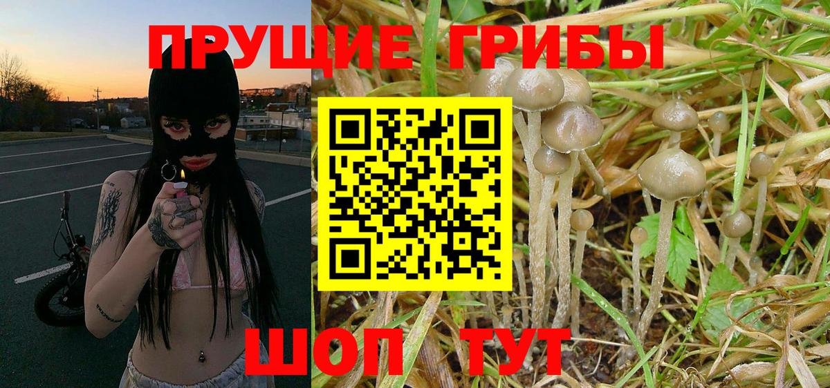 Галлюциногенные грибы Psilocybine cubensis Джанкой
